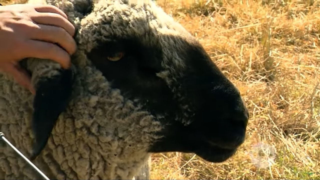 La exitosa experiencia de una finca que pasó de la ganadería a producir carne ovina -La Finca de Hoy