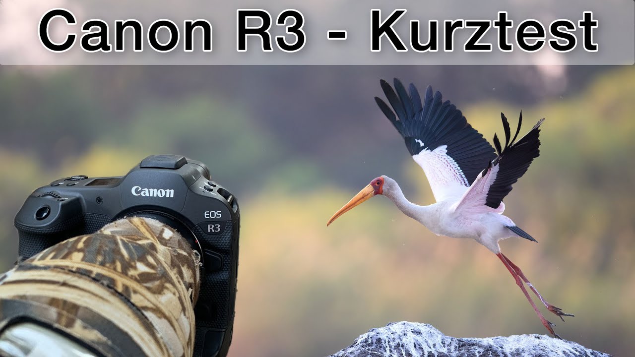 Besser als die R5? Canon EOS R3 für Tierfotografie - Erste Eindrücke (Mini-Review)