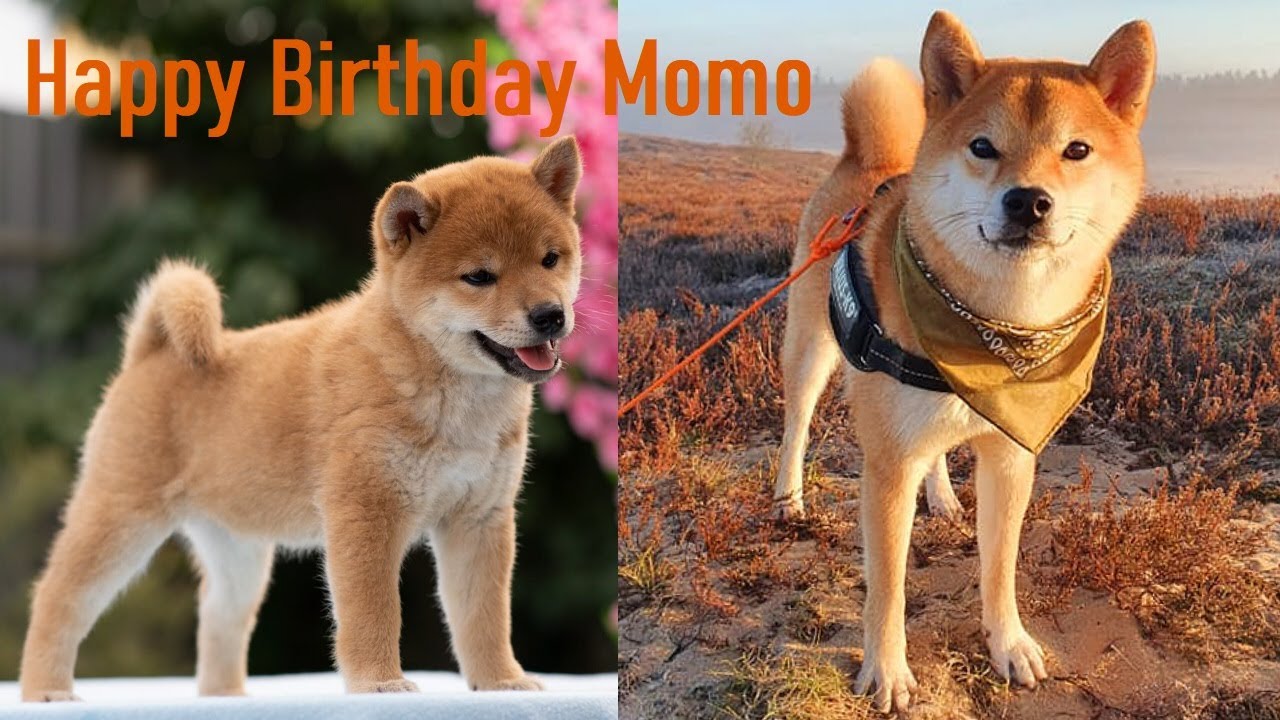 Shiba Growing Up - Turning 1 Year Old