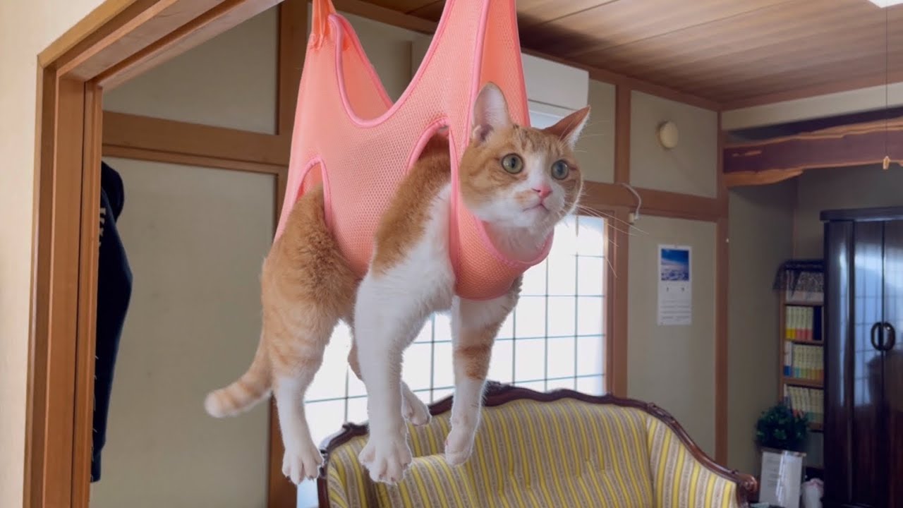 猫が大人しくなると話題のハンモックで凶暴猫の爪切りしてみた