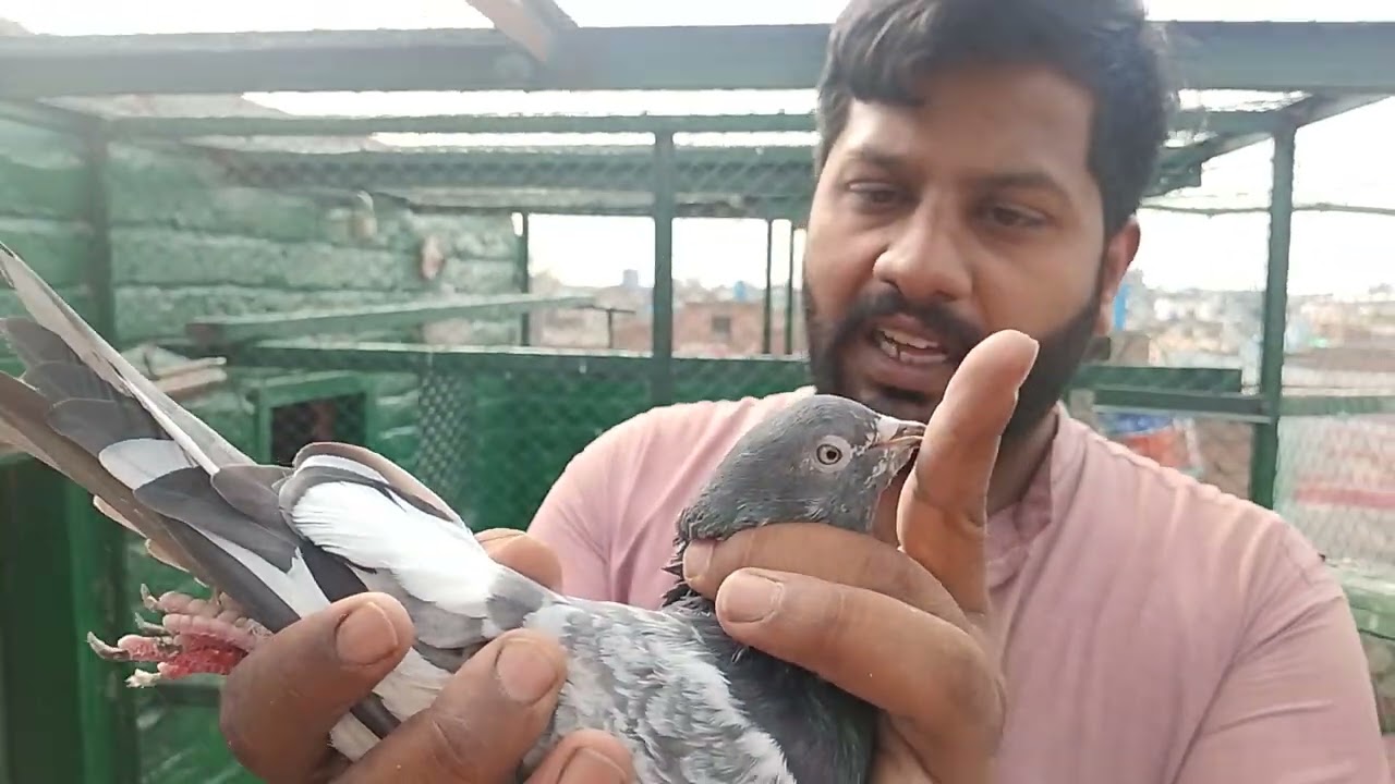 Shariyar Khan pigeon club pardesi doston ke liye like Karen comment Karen subscribe Karen