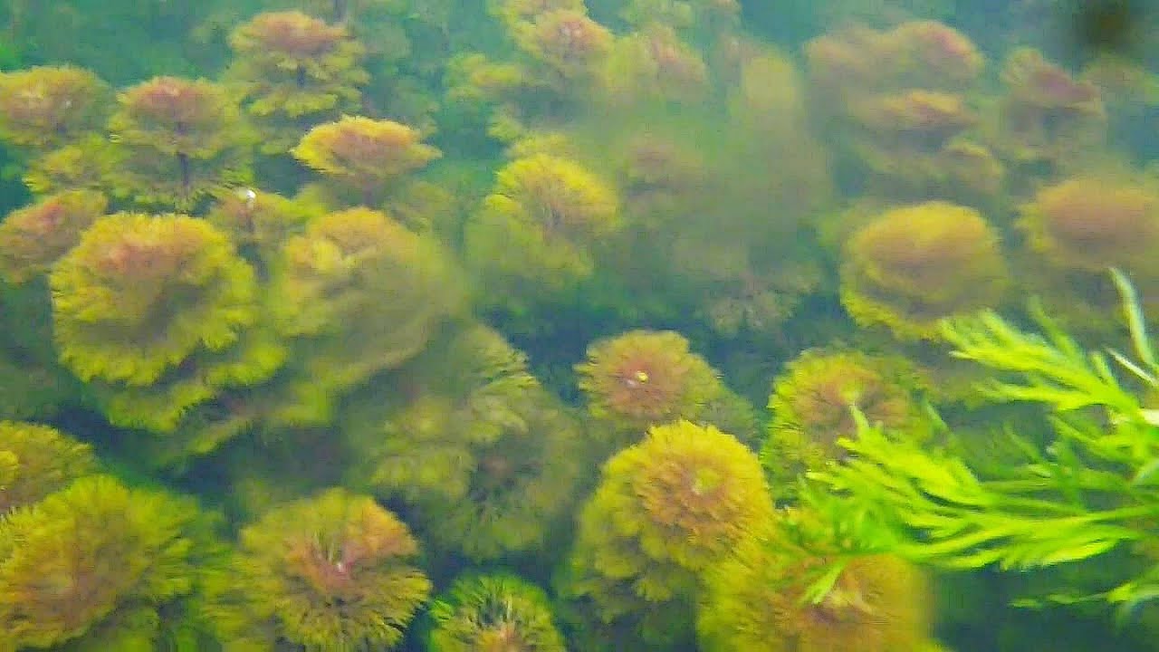 WILD AQUATIC PLANTS For Aquarium