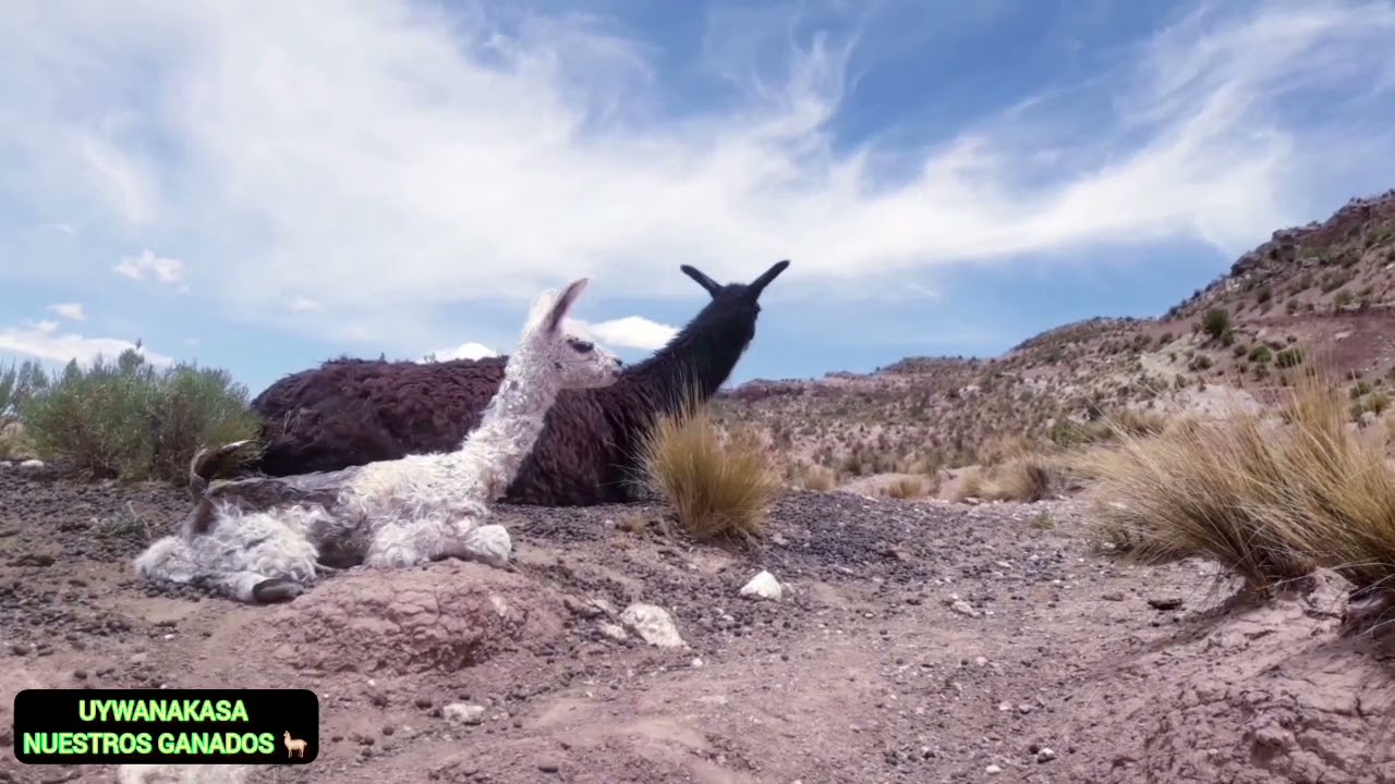 Nacimiento de llama bebé #llama bebé