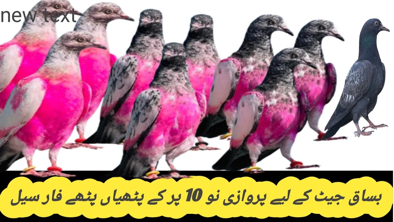 بیساکھ جیٹھ کے لیے چیمپین پٹھیاں پٹھے12پیس مناسب قیمت Sarialamgir 03071539639 @ibraheempigeonspoint 