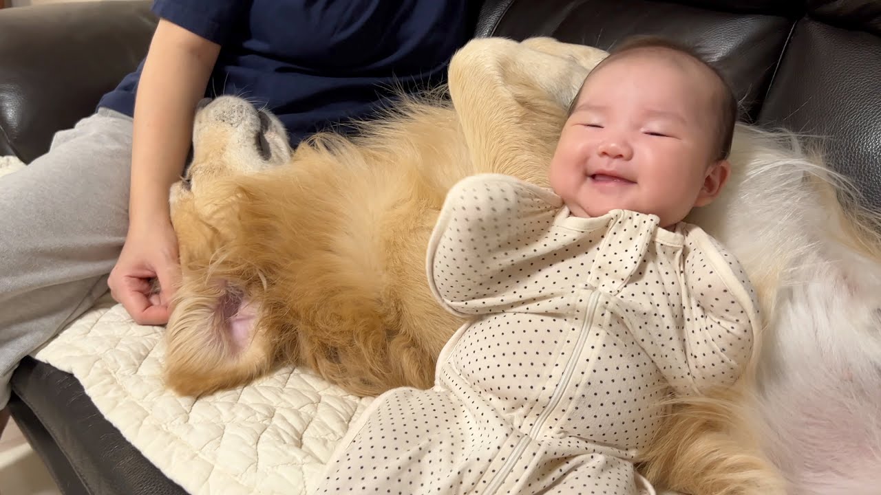 처음으로 푹신한 리트리버 품에 기댄 아기의 반응 [Eng Sub]