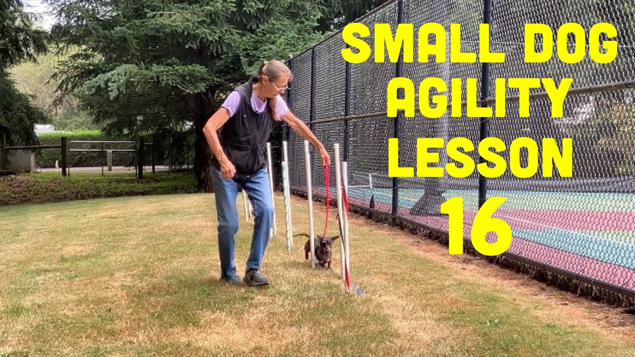 16th Lesson for Small Dachshund