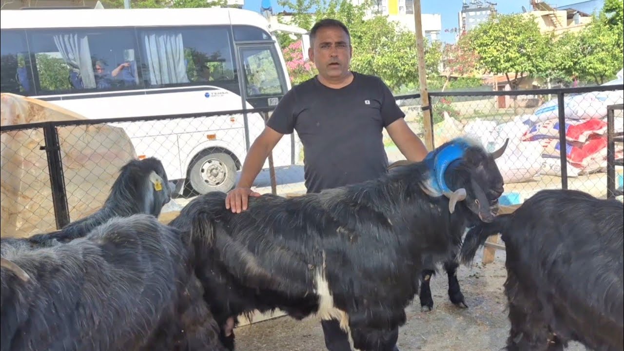2025 ADANA YÜREĞİR KABAKTEPE KANALI HAYVAN PAZARI #keşfet #koyun #keçi #kurbanlıkfiyatları #yüreğir