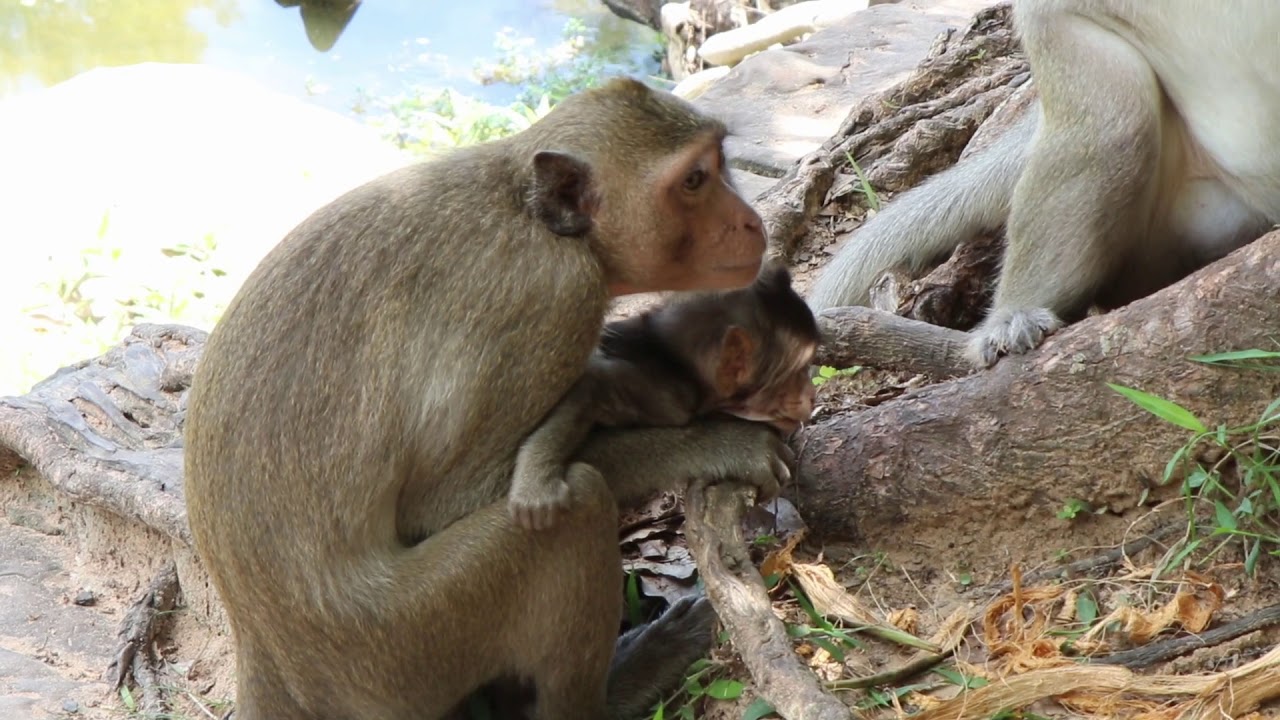 Kidnapper tries to bring baby monkey away from his mom | Wow Daily