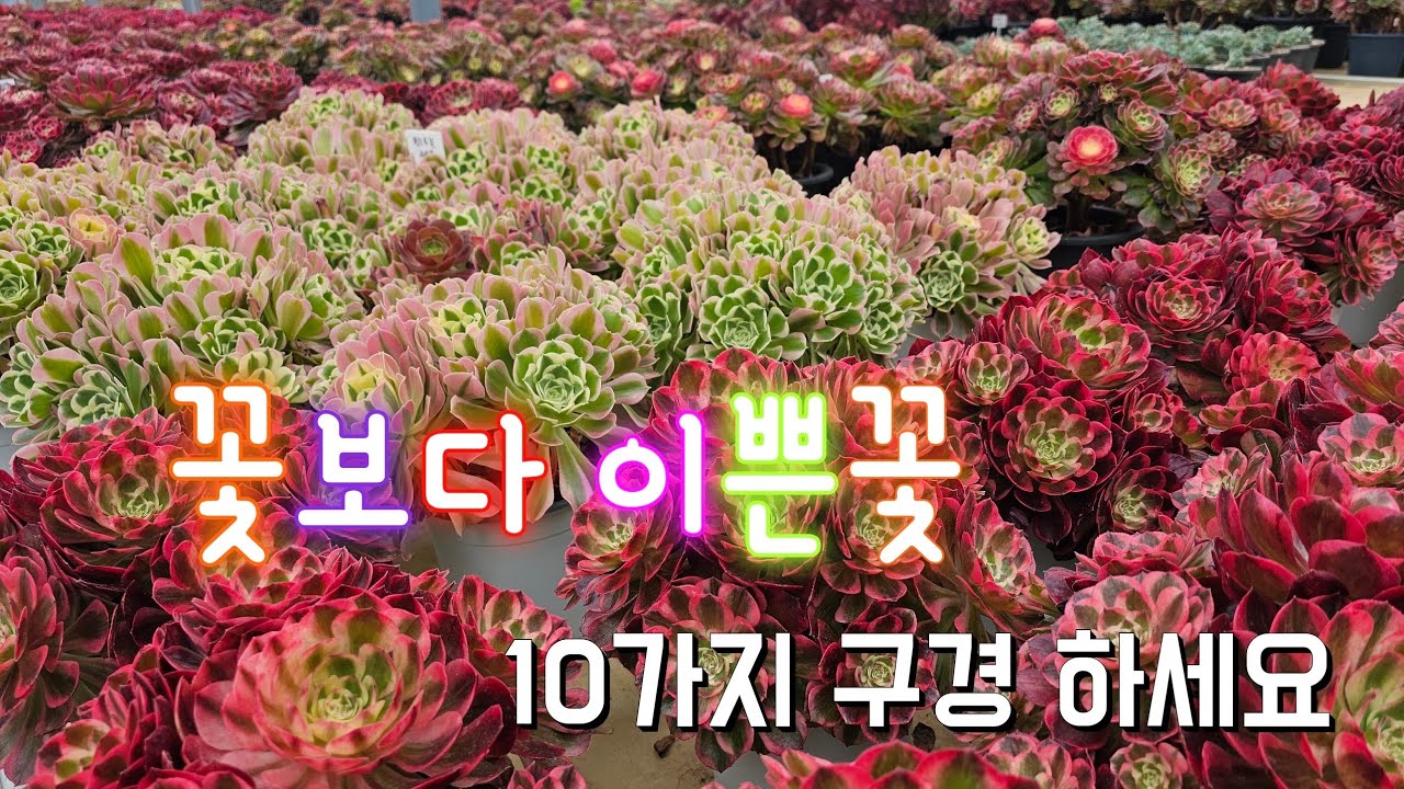 너무이쁜데요 10가지 구경하세요