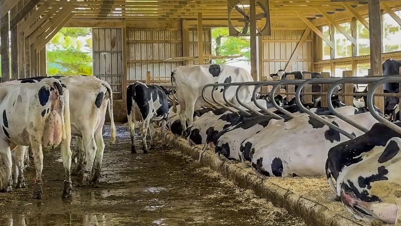 23,000 POUNDS OF MILK PER DAY AT MICHIGAN STATE UNIVERSITY DAIRY FARM - USA 🇺🇸