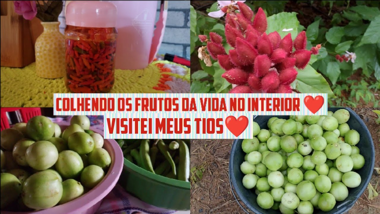 VLOG+vivendo e sendo feliz na simplicidade do interior 🏡#donadecasa #donadecasablogueira #vlogcomigo