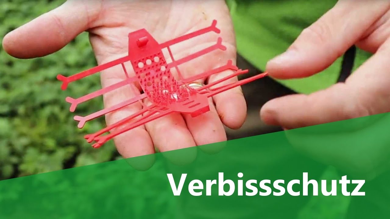 Wald und Wild - Schutz vor Wildschäden