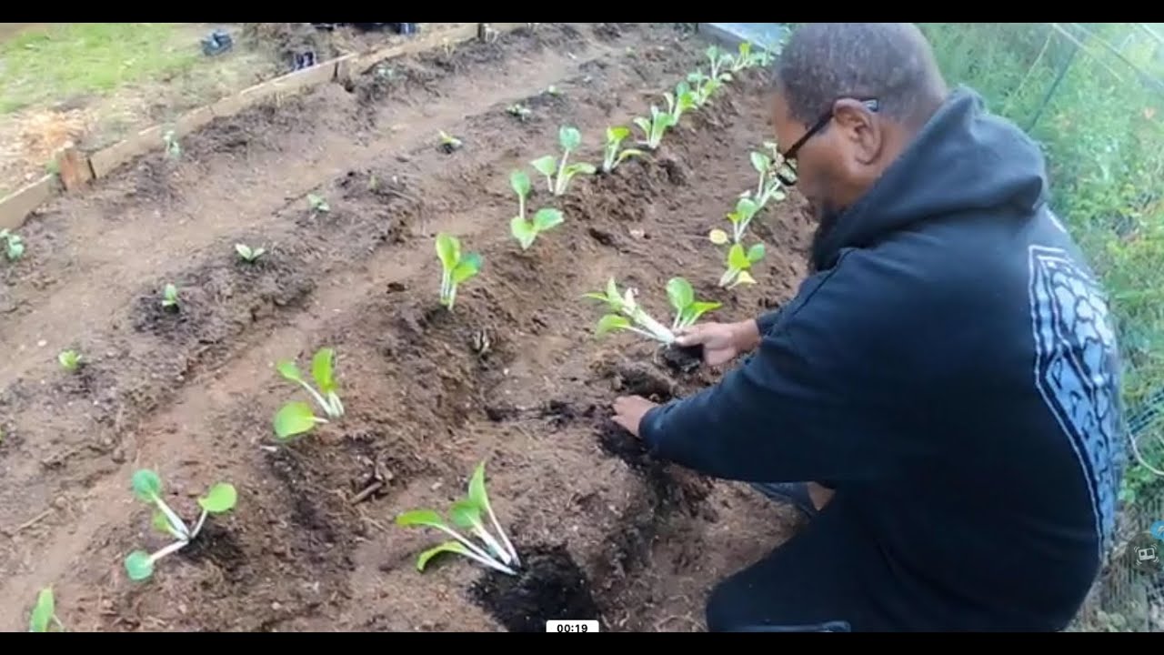 My back yard garden  ep 1   SD 480p