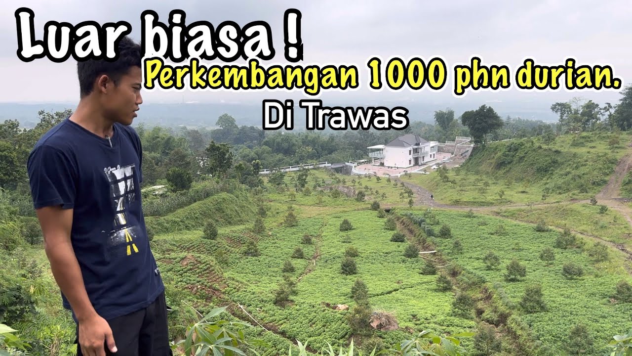 Update perkembangan kebun durian 1000 pohon di  trawas Mojokerto