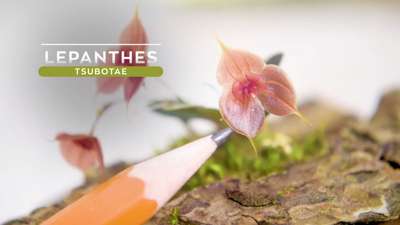 Orquídea Miniatura Lepanthes tsubotae