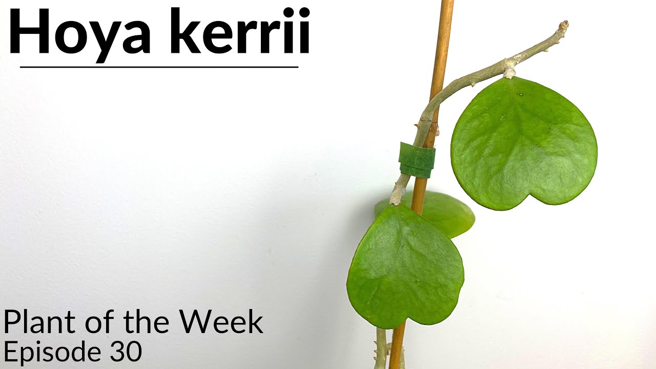 How To Care For Hoya kerrii | Plant Of The Week Ep. 30