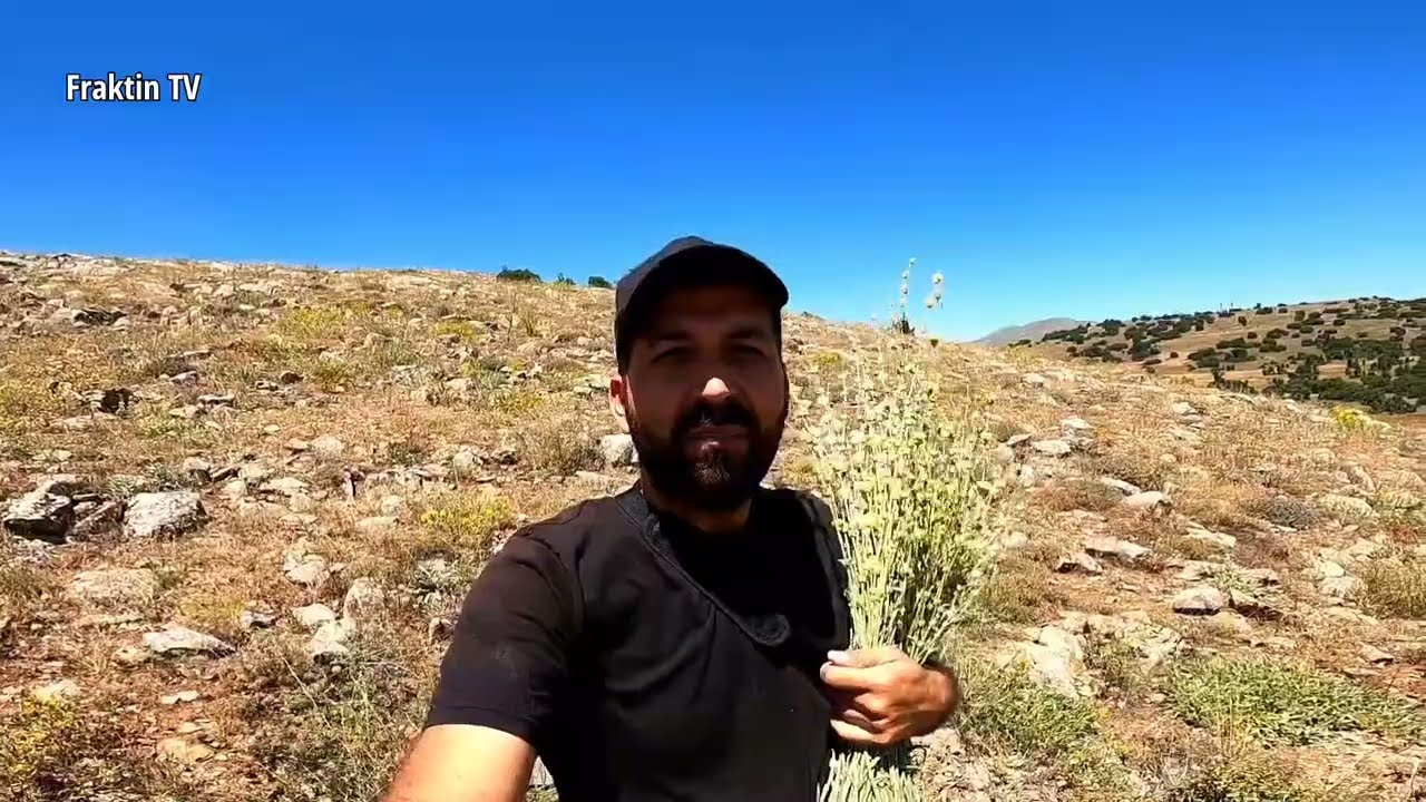 Develi Dağlarında Yayla (Dağ) Çayı Topladık