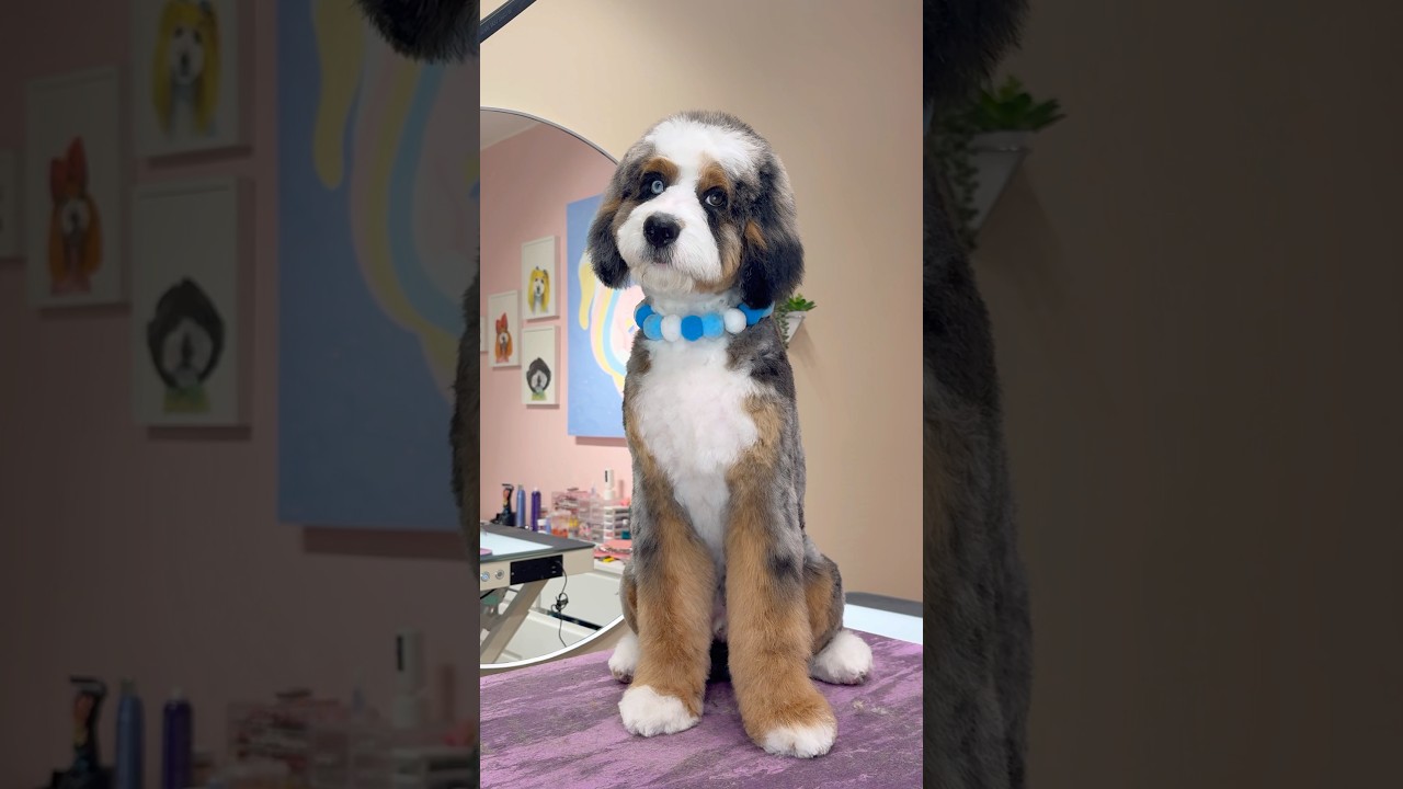 The slobbery puppy