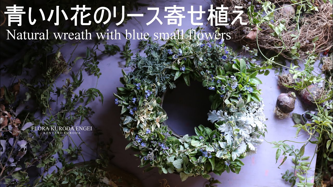 寄せ植え／青い小花のリース【冬のガーデニング】ワスレナグサを使って-フローラ黒田園芸-4K ULTRA HD