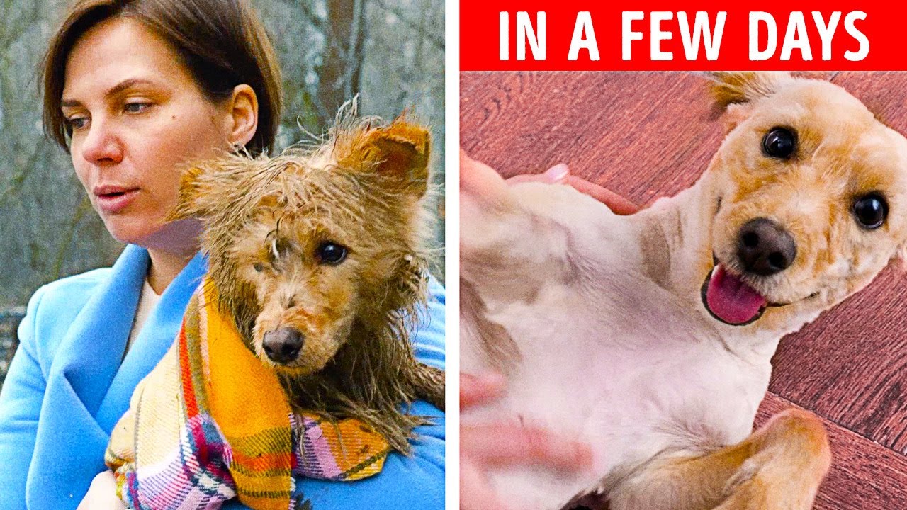 WE FOUND THIS STRAY DOG. NOW HE IS HAPPY!