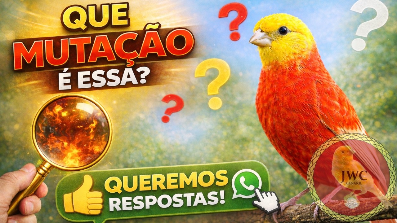 NOVA MUTAÇÃO DE CANÁRIO? SERÁ MESMO? #canariljwc #canário
