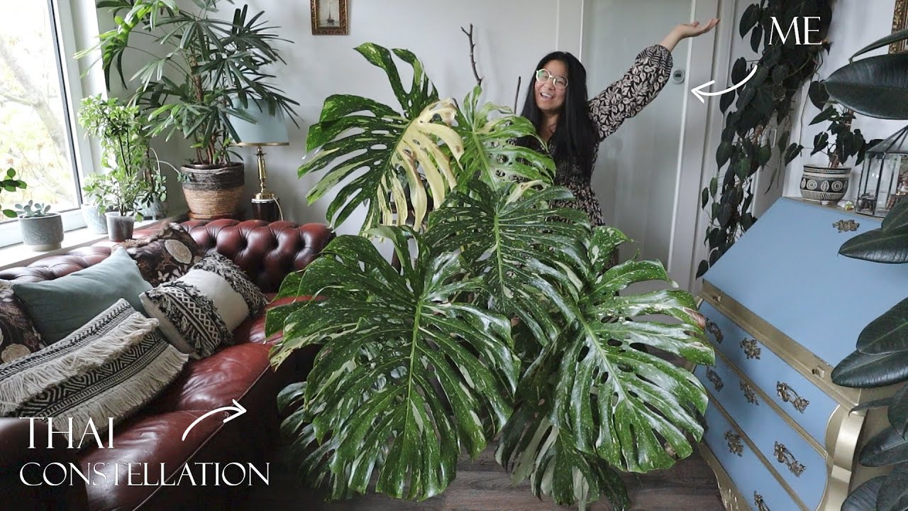 Cutting up my GIANT Monstera Thai Constellation