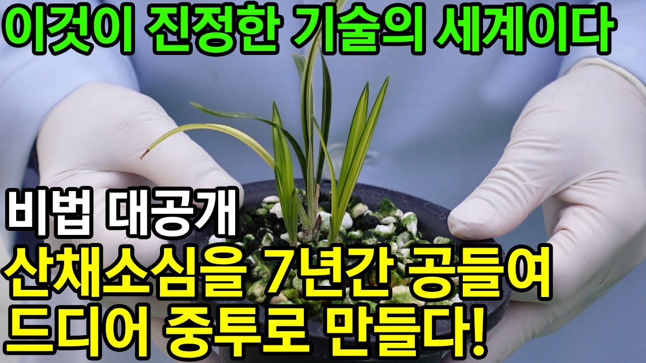 156편 초보자 꿀 Tip. 산채소심을 중투로 만든 비법 공개! [춘란,풍란,약초,명장,다육,난초,주식,재테크]