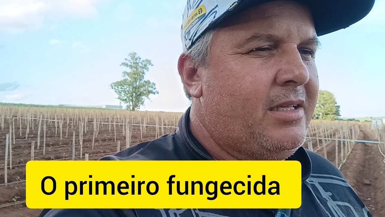 Pimentão dhara!! Qual primeiro fungecida vou usar saiba o porquê.