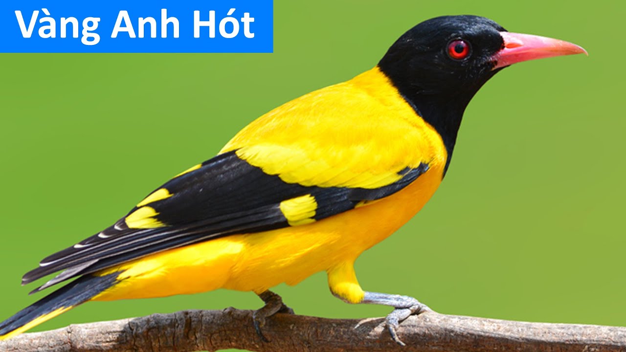 Chim vàng anh kêu, tiếng chim vàng anh hót mồi chuẩn đi bẫy