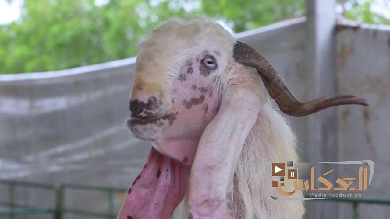 مهرجان ومزاين الخليج الثالث للماعز  الابيض المطور  23-11-2018