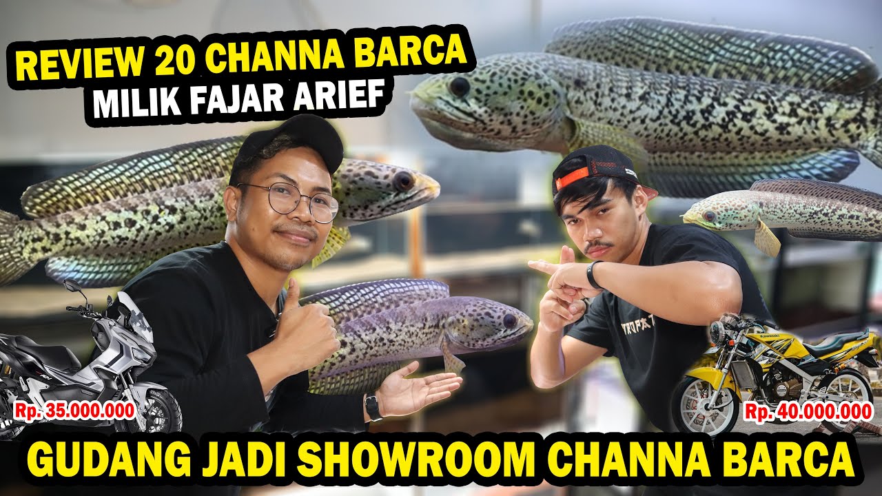 REVIEW!! HARGA 20 EKOR CHANNA BARCA 