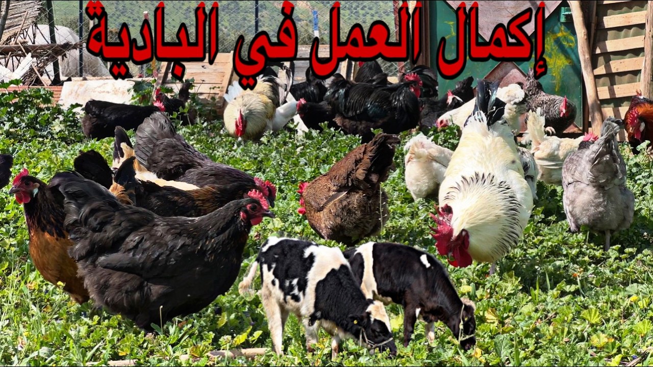 إكمال العمل في البادية أجواء رائعة ماشاءالله في المزرعة