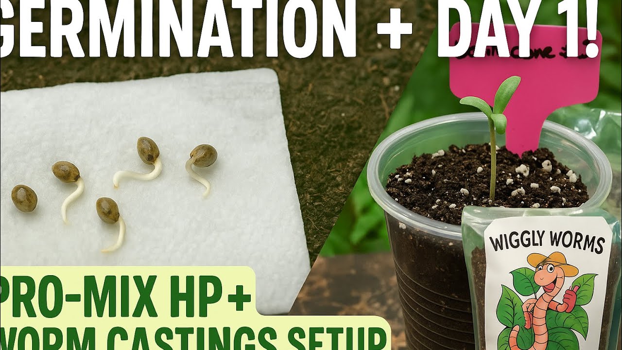 &ldquo;Germinating Cannabis Seeds + Day 1 in Pro-Mix HP & Worm Castings!&rdquo;
