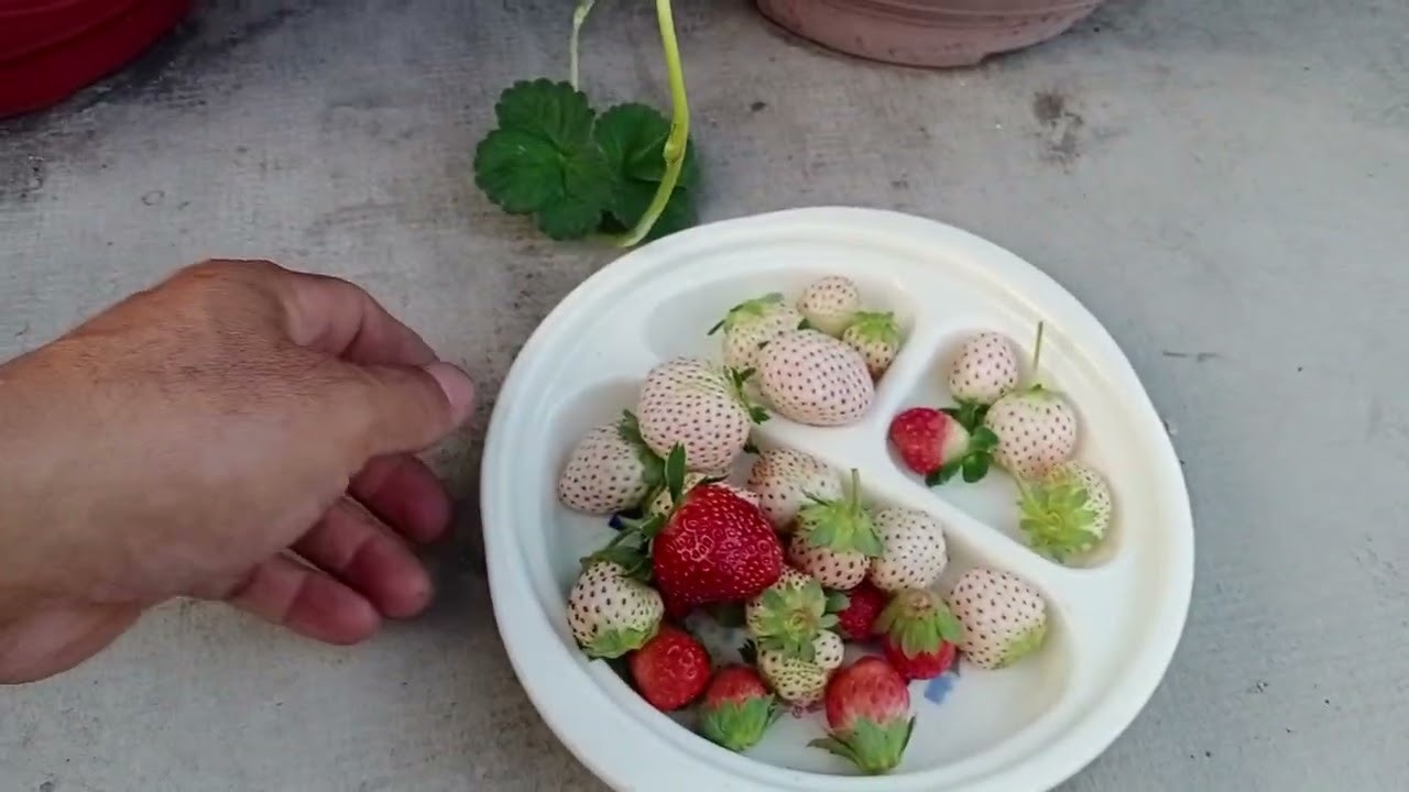 Cắt tỉa lá cây dâu tây