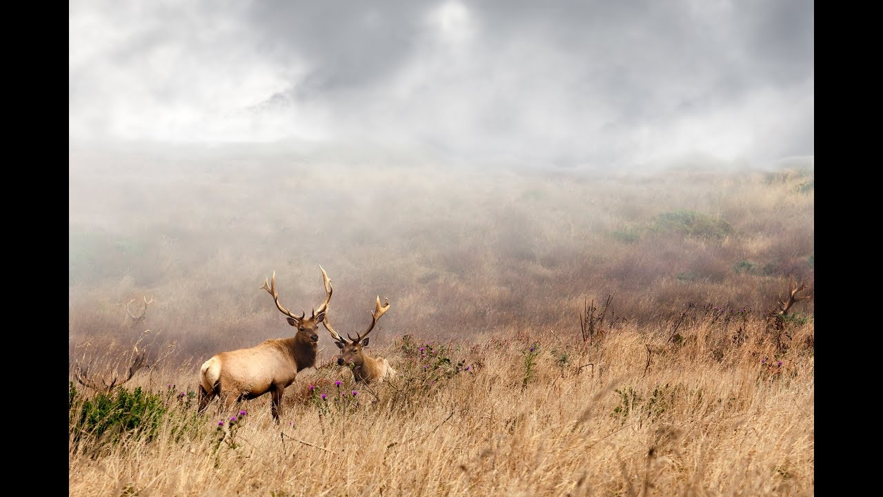 What is a Wildlife Corridor? (Wildlife Without Borders, Part 2)