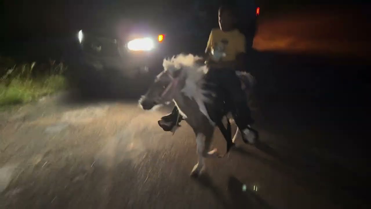 Fastest Shetland Pony Boomerang #myviewkountrytv