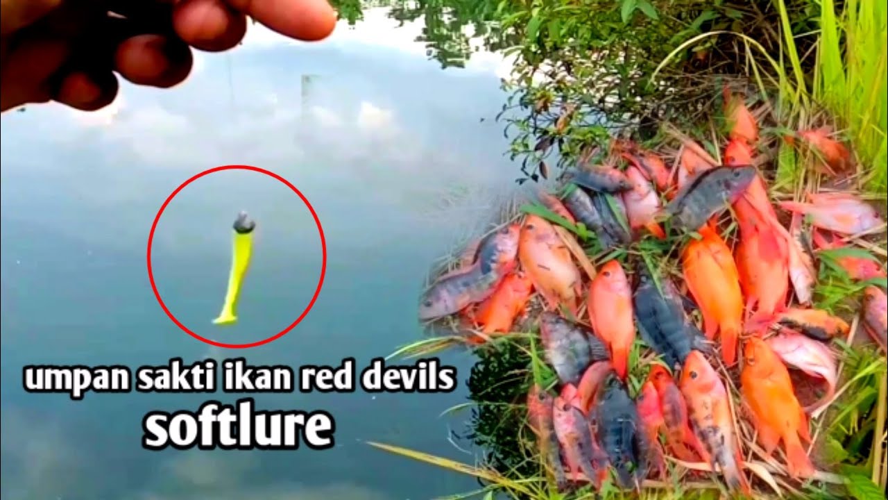 auto panen || casting ikan red devil pakai umpan sakti softlure‼️