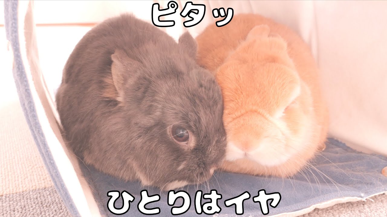 ひとりがイヤすぎてムギの寝床に入ってくっついちゃうミミが可愛すぎました【No.1817】