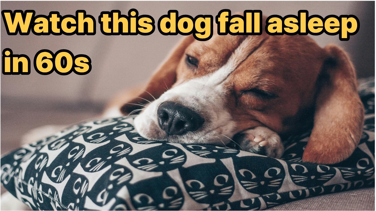 [9hour]  Nature's lullaby for your best friend❤️🐕