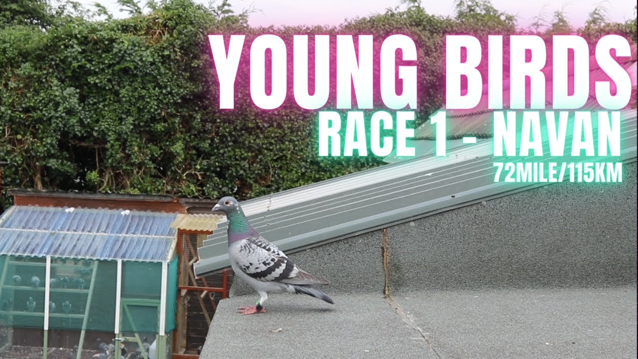 Kick Off Our Young Bird Season
