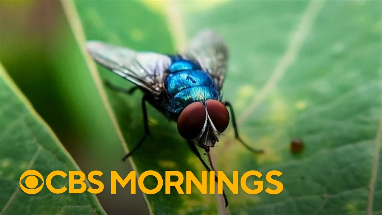 Flesh-eating screwworm fly is reemerging in Texas after decades, threatening livestock