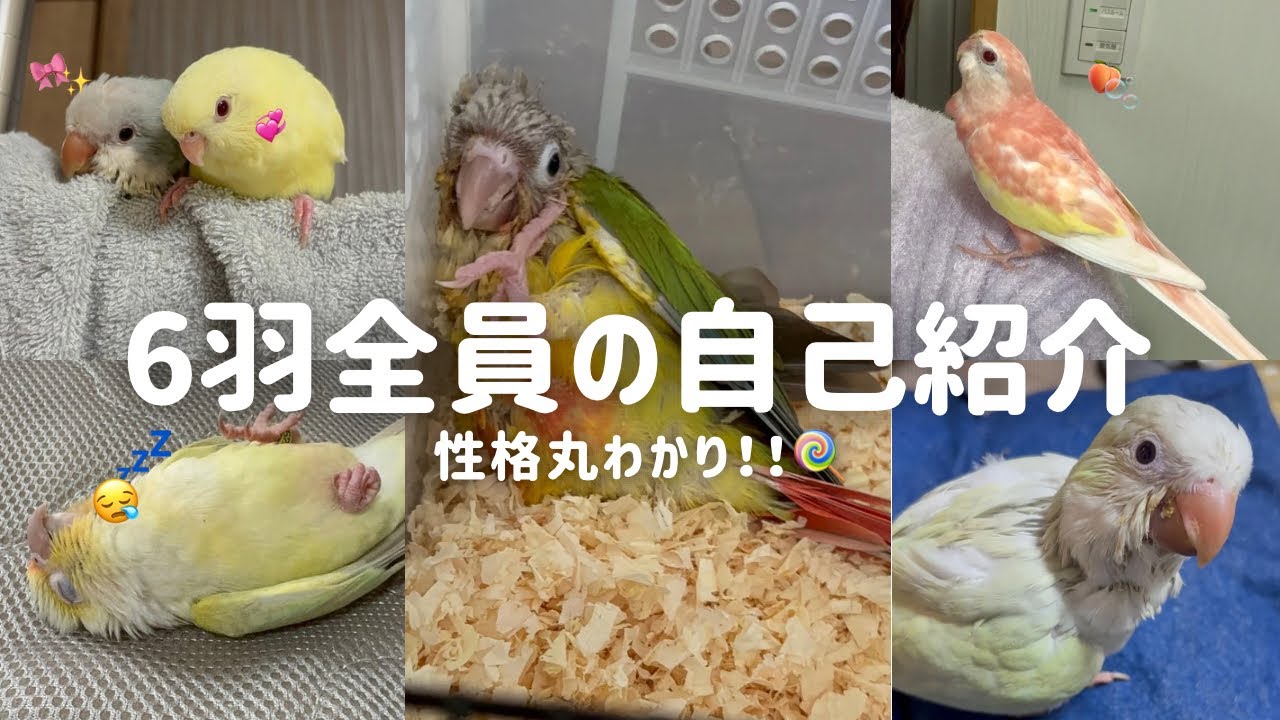 【自己紹介】6羽のインコたちの性格＆日常をまとめて紹介！