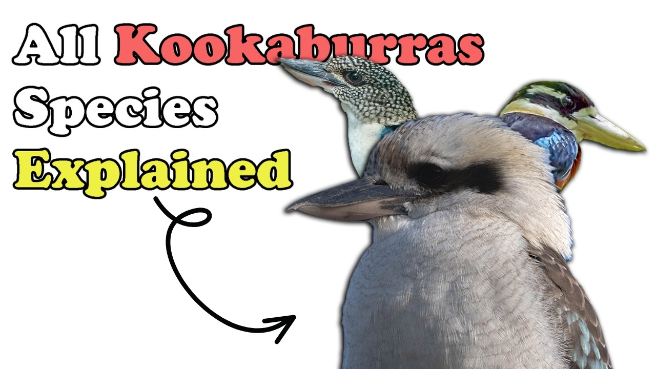 The Kookaburra isn’t just a bird! But a Species of Birds. (All Species explained)