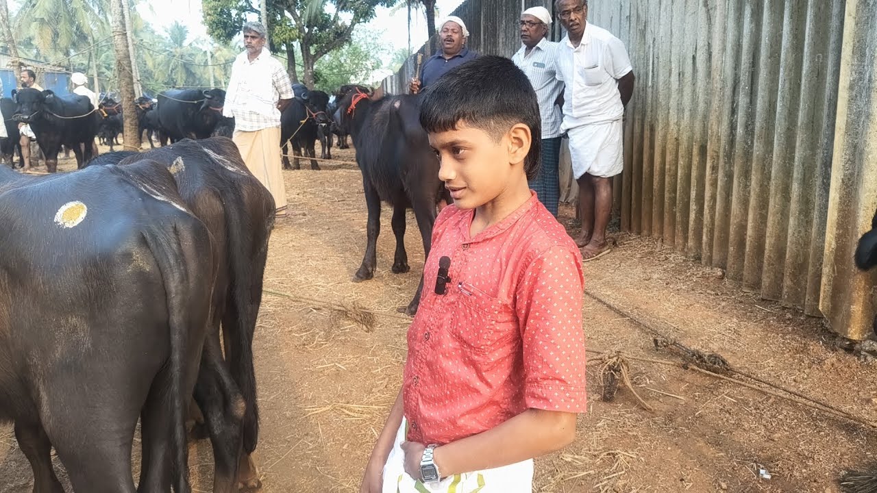 04/01/26 ചട്ടിപ്പറമ്പ് ചന്തയിൽ വൈറൽ മുത്തു മോന്റെ കുറച്ചു കുസൃതികൾ#baffalo #cow 