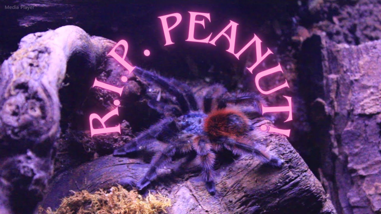 Peanut's Legacy: How a Tarantula Changed the way I see the World.