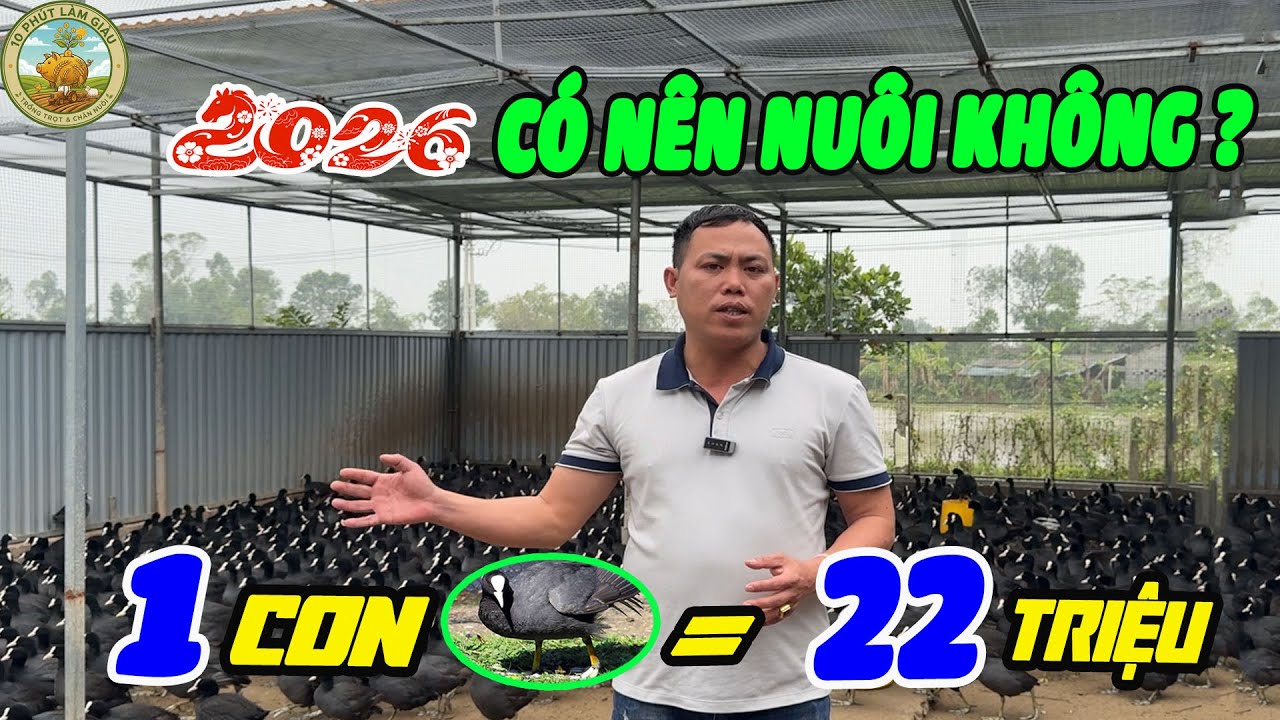 NĂM 2026 NUÔI SÂM CẦM PHÁP CÓ NÊN KHÔNG? 1 CON = 22 TRIỆU/NĂM CÓ PHẢI SỰ THẬT? |10 PHÚT LÀM GIÀU