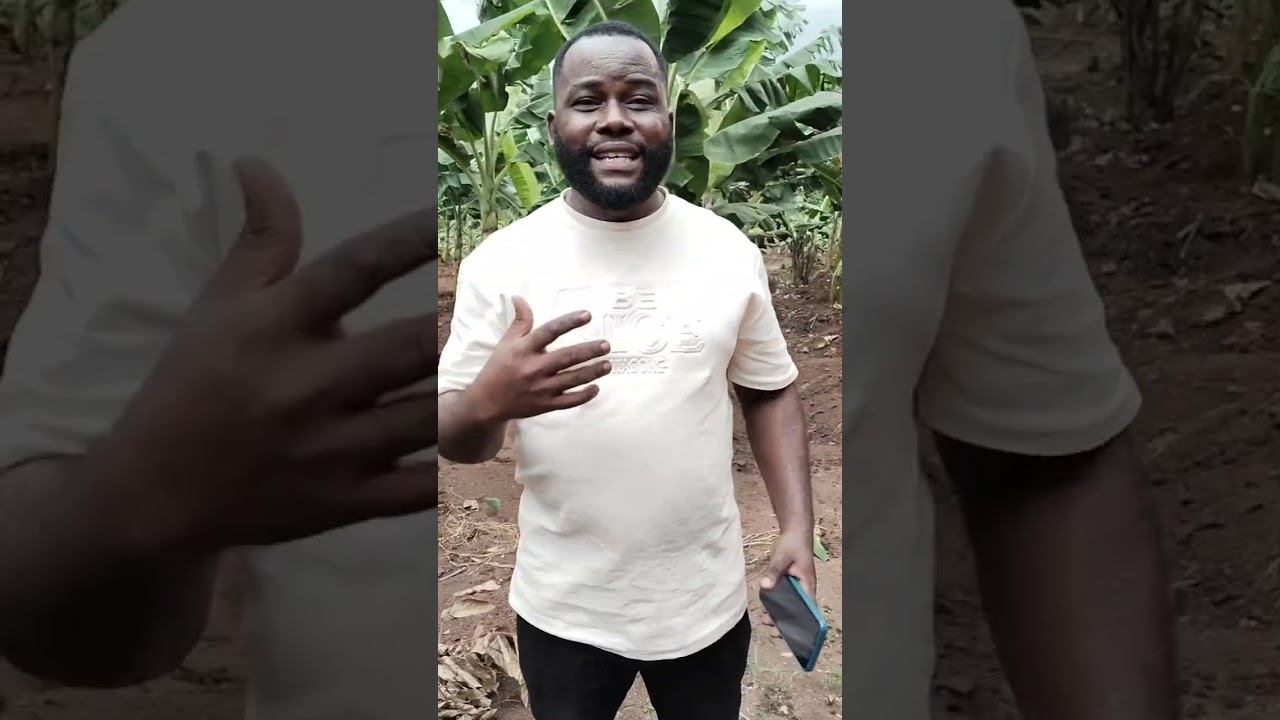 Watch How my Plantain Resists heavy Storm due to Proper Farming Practices / Q&A Segment.