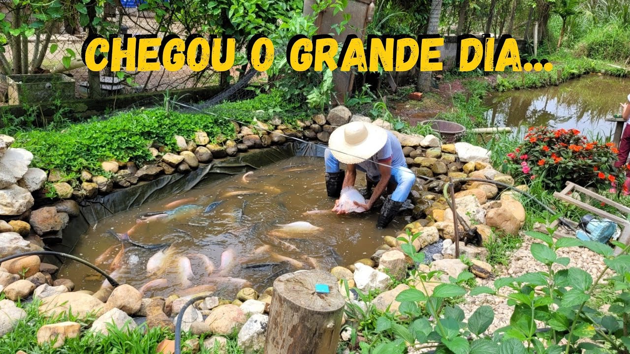 Aqui o serviço não para- o resultado do nosso lago #sustentabilidade @TILAPIAMinhaVida #rural