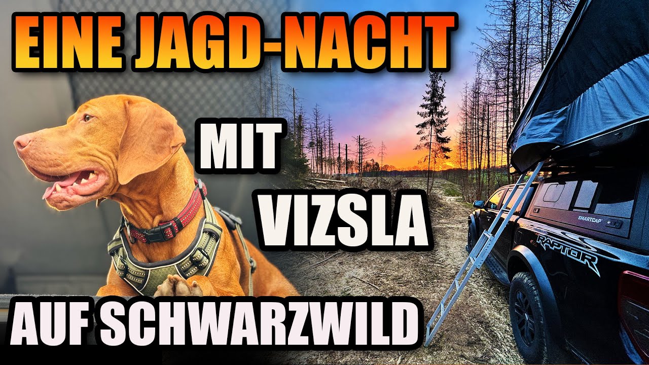 Jungjäger im Test: 1. Nacht mit Magyar Vizsla Jagdhund auf Schwarzwild-Jagd