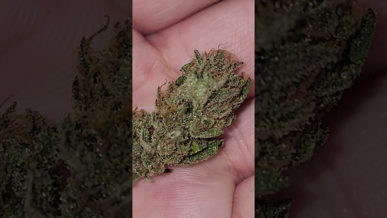 Blueberry Glue Buds: Frosty, Smelly Nugs from Expert Seeds! #420 #homegrown #Blueberry #Glue